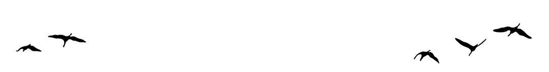 pajaros
